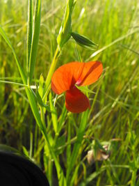 Close-up of red flowers blooming in field