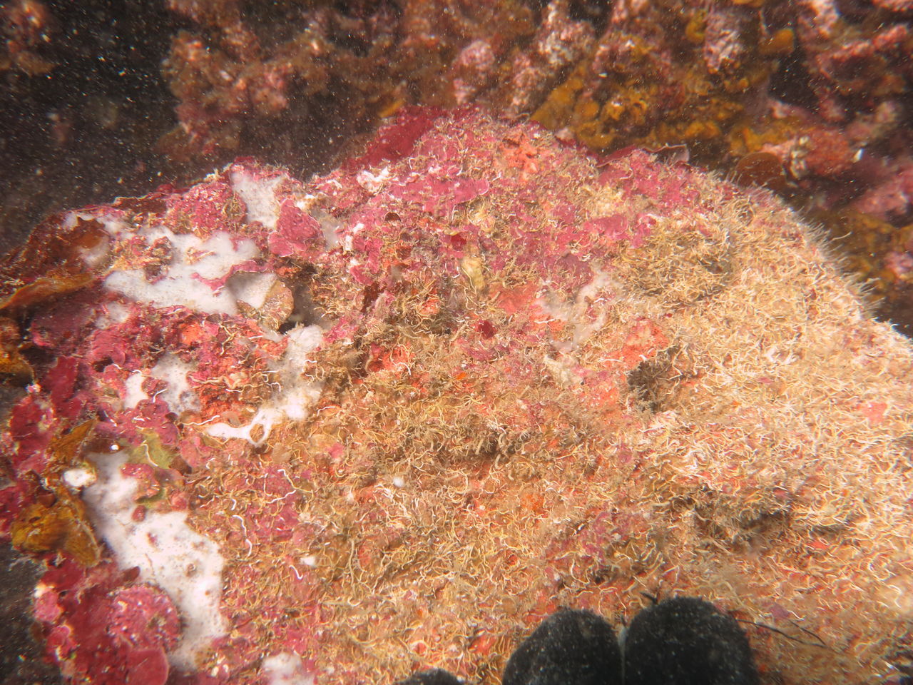 CLOSE-UP OF CORAL UNDERWATER