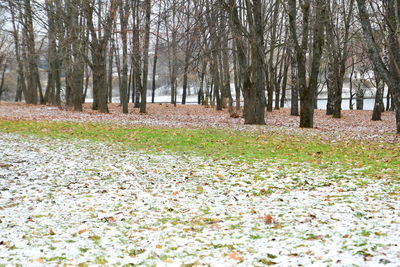 Autumn leaves on field