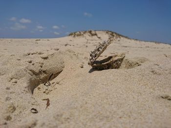 Close-up of crab on sand at beach against sky