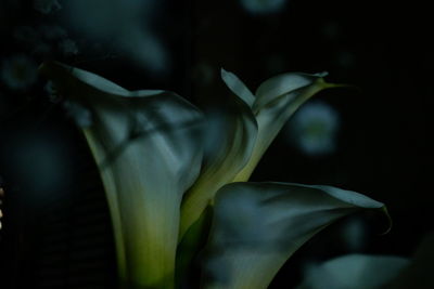 Close-up of flower