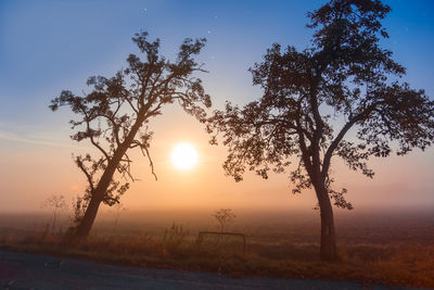 Trees against sky during sunset