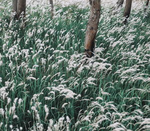 View of trees on field during winter