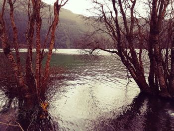 Scenic view of lake against bare trees in winter