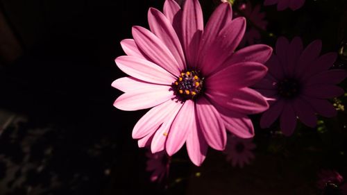 Close-up of bee pollinating flower