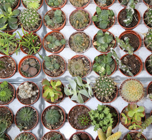 Full frame shot of potted plants