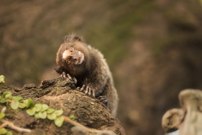 Close-up of monkey