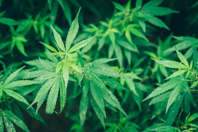 Close-up of wet plant leaves