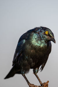 Close-up of a bird