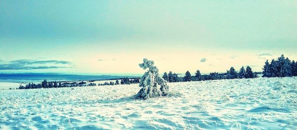 Scenic view of field against sky during winter