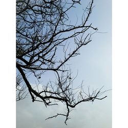 Low angle view of bare trees against sky