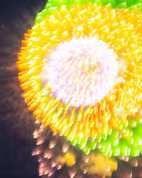 Close-up of yellow flowering plant