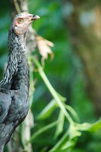 Close-up of bird perching on branch