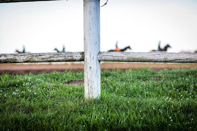 Close-up of horse on field