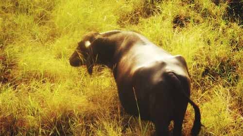 Horse in a field