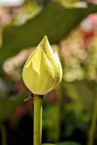 Close-up of lotus water lily