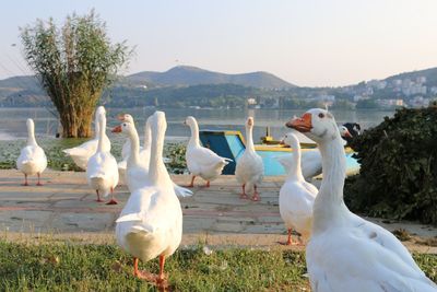 View of ducks on lake against sky