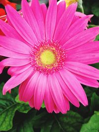 Close-up of pink flower blooming outdoors