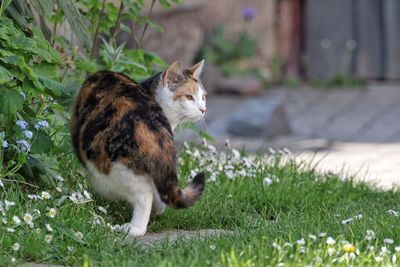 Cat standing grassy field