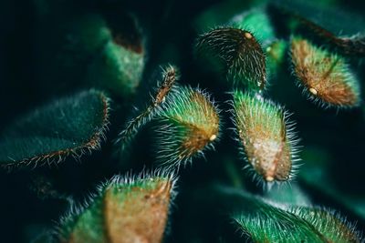 Close-up of cactus plant