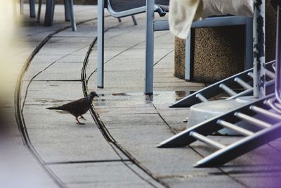 High angle view of cat on floor