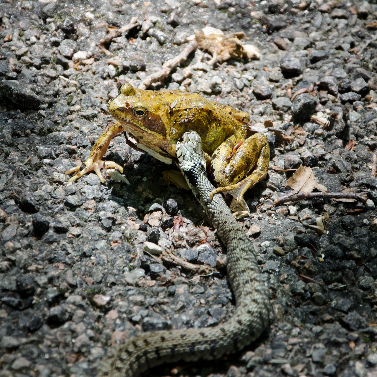 Grass-snake