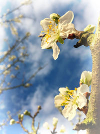 Low angle view of white flowers blooming on tree