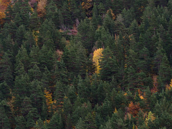 Early fall at the entrance to the bujaruelo valley, spain