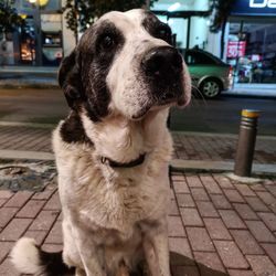 Close-up of dog sitting on footpath