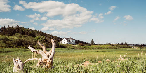 View of horse on field against sky
