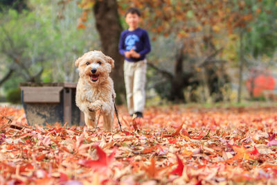 Dog looking at camera in autumn park