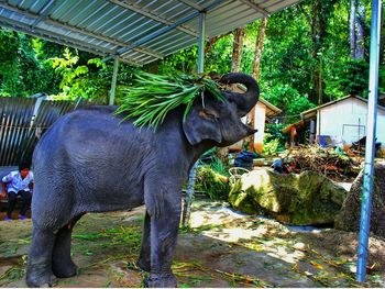 Elephant in park