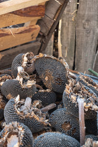 Dried sunflowers in the wooden box. sunflower seeds.