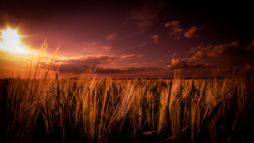 Scenic view of field against sky at sunset