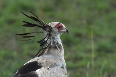 Close-up of a bird