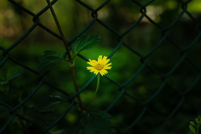 Close-up of flowering plants seen through chainlink fence