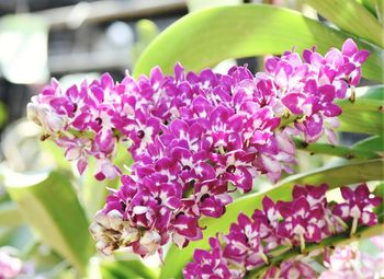 Close-up of pink flowering plant