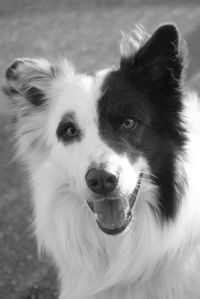 Close-up portrait of a dog