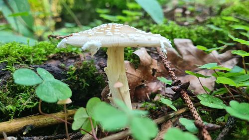 Close-up of mushroom growing on field