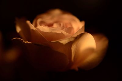 Close-up of rose against black background