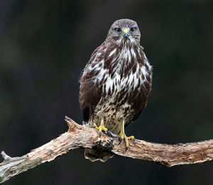 Close-up of bird perching on branch