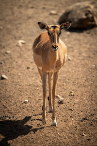 Female common impala walks across stony ground