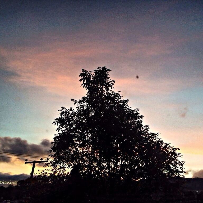 sky, tree, low angle view, silhouette, sunset, cloud - sky, beauty in nature, nature, growth, tranquility, cloud, scenics, tranquil scene, cloudy, dusk, outdoors, no people, branch, orange color, idyllic