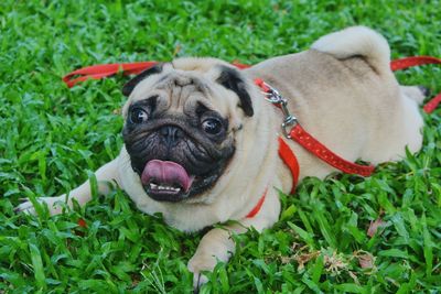 Close-up portrait of a dog