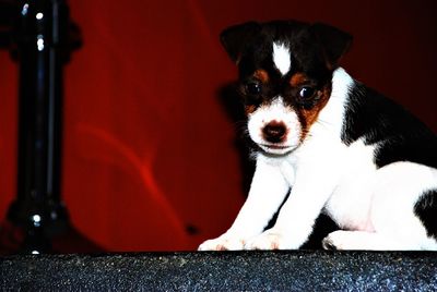 Portrait of dog sitting outdoors