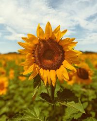 Close-up of sunflower on field against sky