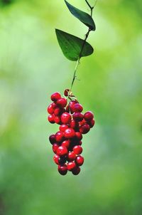 Close-up of red berries on tree