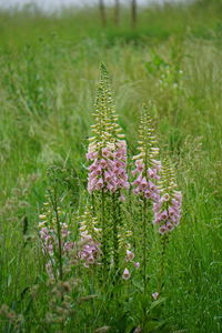 plant