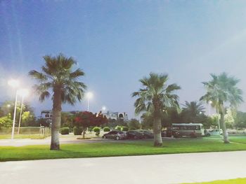 Palm trees in park against sky