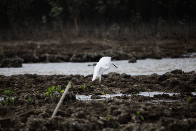 Seagull on a land